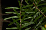 Carolina hemlock